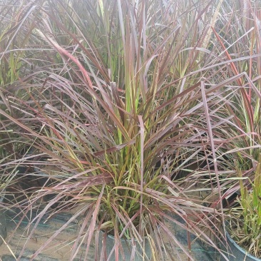 精品火焰狼尾草加仑盆火焰狼尾草