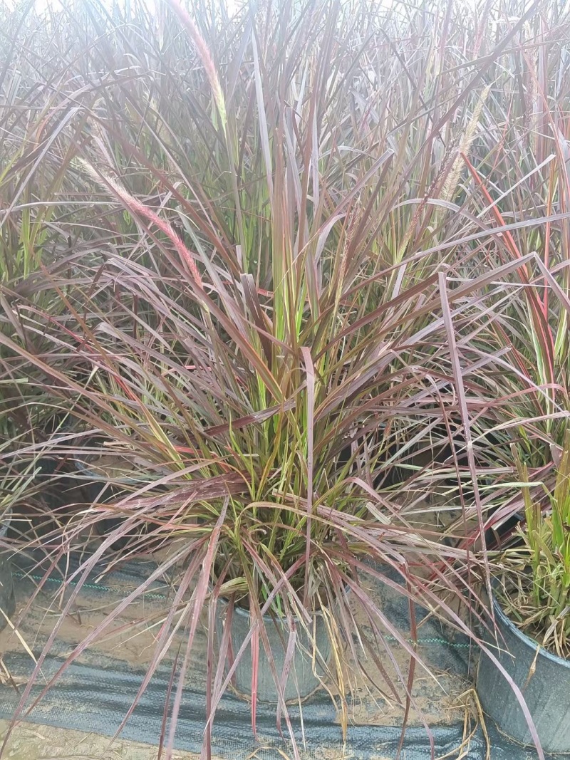 精品火焰狼尾草加仑盆火焰狼尾草