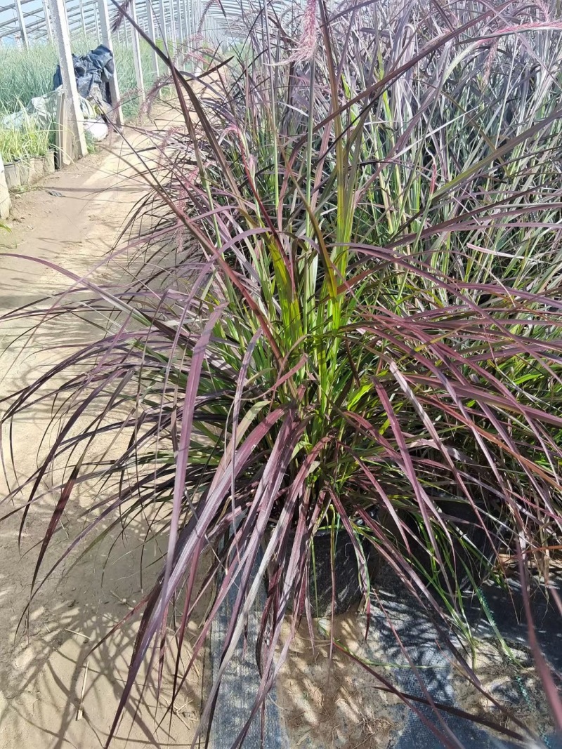 精品火焰狼尾草加仑盆火焰狼尾草