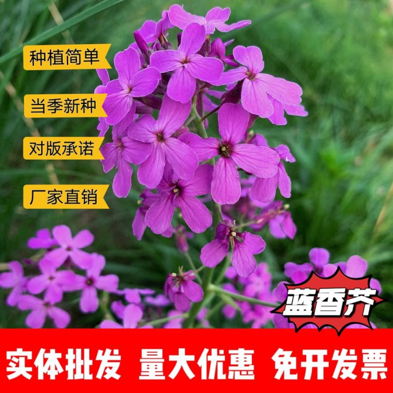 蓝香芥厂家货源批发价格全国发货价格便宜欢迎下单咨询