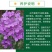 蓝香芥厂家货源批发价格全国发货价格便宜欢迎下单咨询