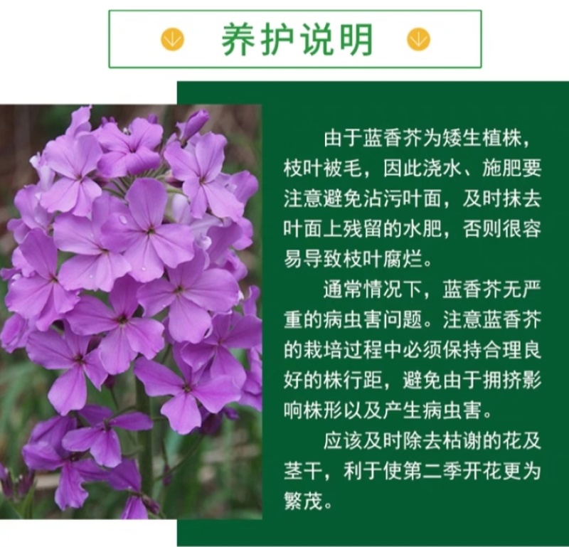 蓝香芥厂家货源批发价格全国发货价格便宜欢迎下单咨询