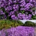 蓝香芥厂家货源批发价格全国发货价格便宜欢迎下单咨询