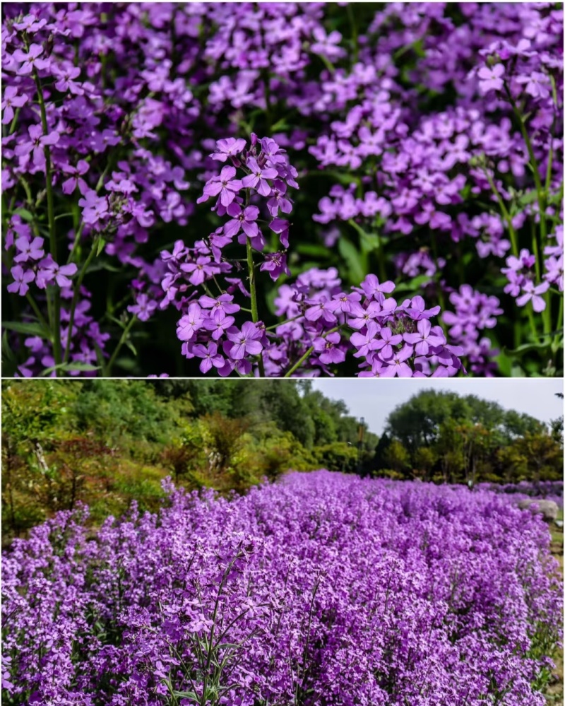 蓝香芥厂家货源批发价格全国发货价格便宜欢迎下单咨询