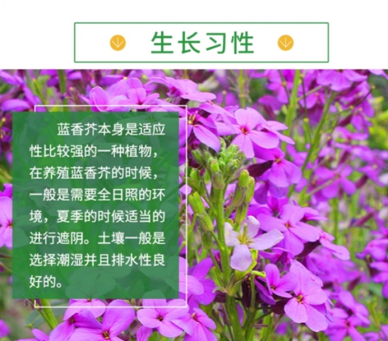 蓝香芥厂家货源批发价格全国发货价格便宜欢迎下单咨询