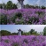 蓝香芥厂家货源批发价格全国发货价格便宜欢迎下单咨询