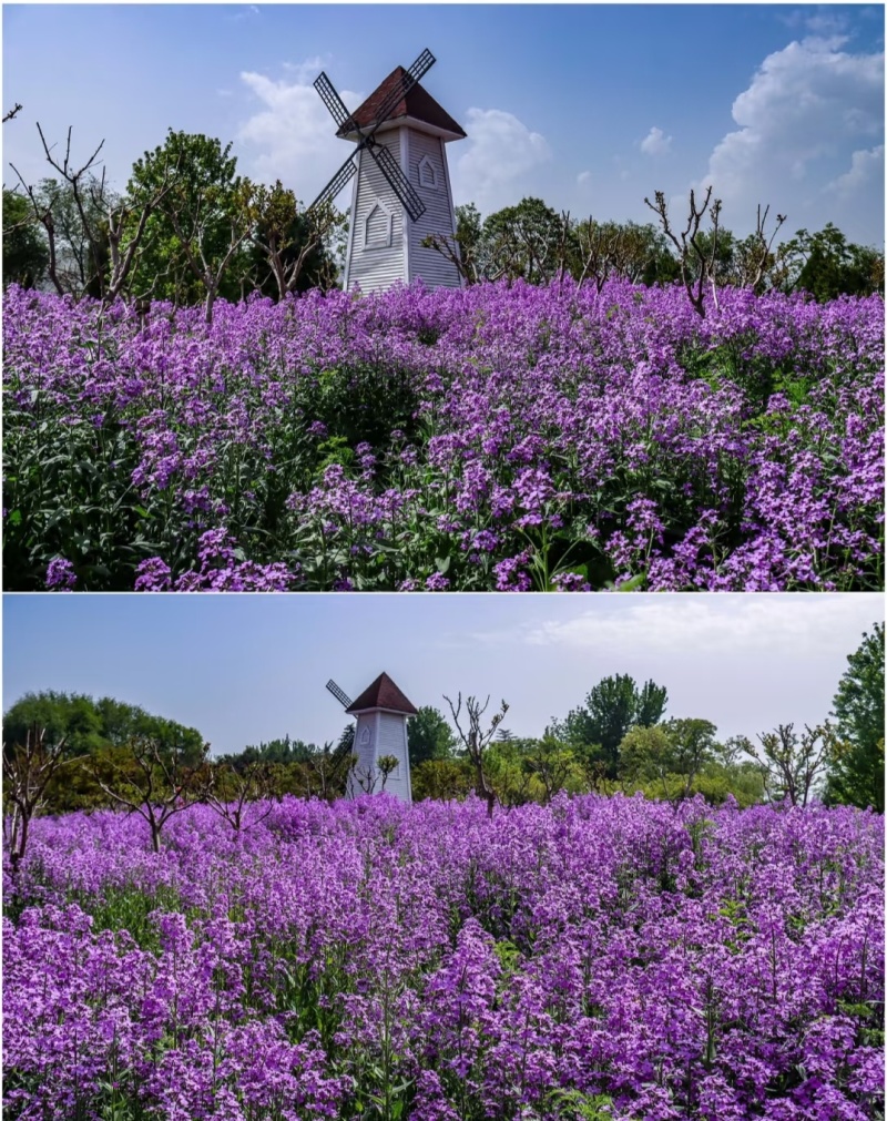 蓝香芥厂家货源批发价格全国发货价格便宜欢迎下单咨询