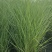 精品细叶芒优质细叶芒加仑盆细叶芒