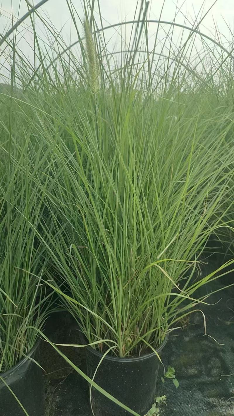 精品细叶芒优质细叶芒加仑盆细叶芒