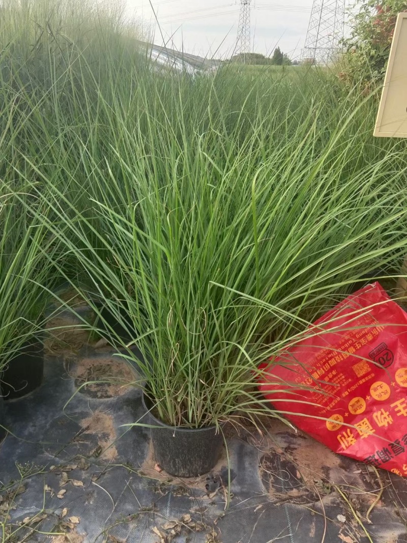精品细叶芒优质细叶芒加仑盆细叶芒