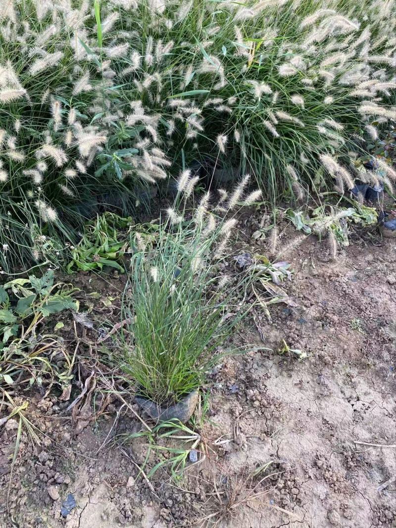 精品小兔子狼尾草优质小兔子狼尾草加仑盆小兔子狼