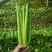 优质蔬菜，精品西芹，中颗一斤二两以上，大颗二斤以上