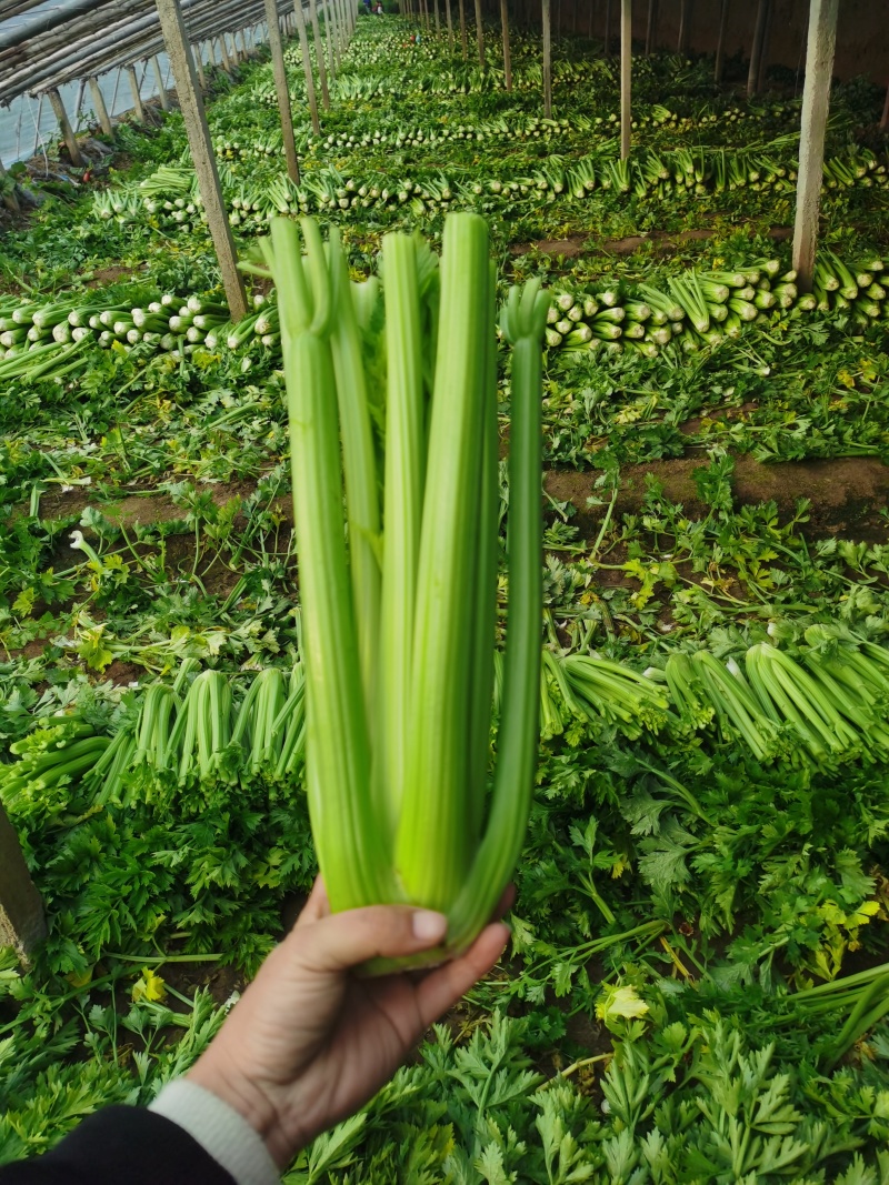 优质蔬菜，精品西芹，中颗一斤二两以上，大颗二斤以上