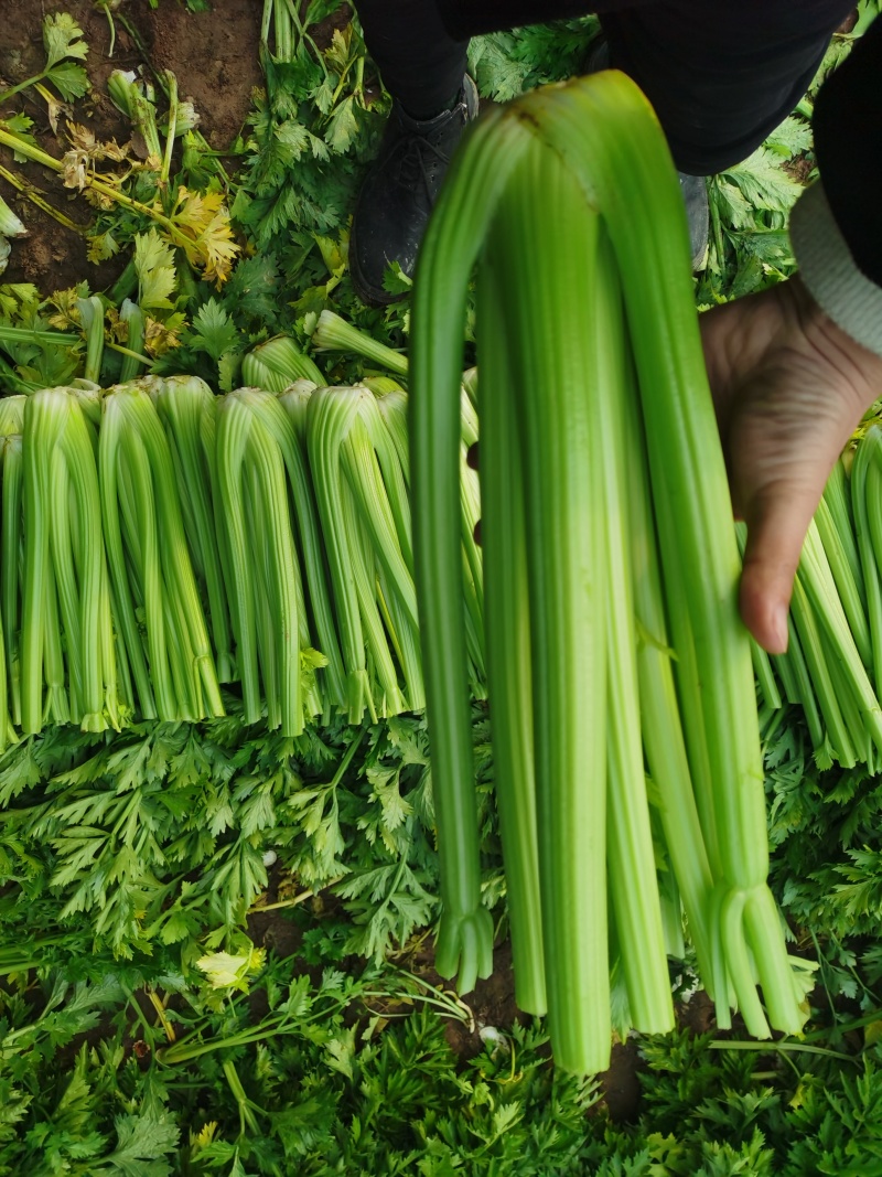 优质蔬菜，精品西芹，中颗一斤二两以上，大颗二斤以上