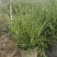精品斑叶芒优质斑叶芒基地加仑盆斑叶芒