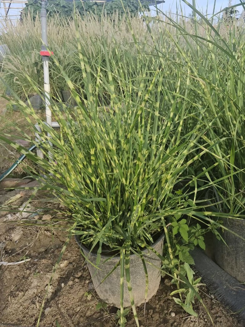 精品斑叶芒优质斑叶芒基地加仑盆斑叶芒
