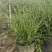精品斑叶芒优质斑叶芒基地加仑盆斑叶芒