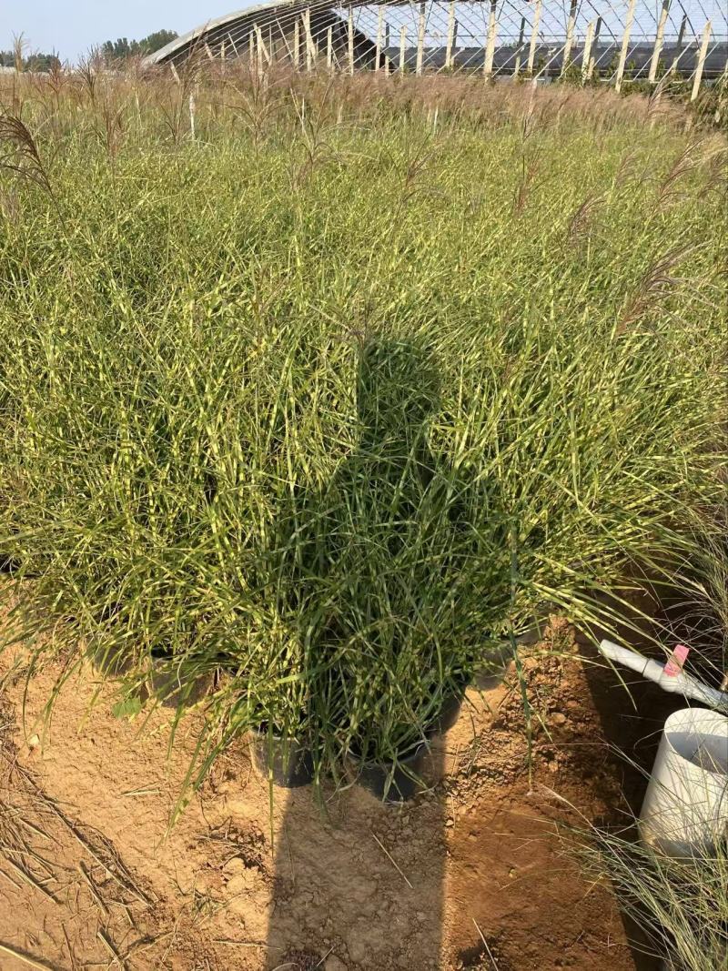 精品斑叶芒优质斑叶芒基地加仑盆斑叶芒