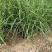 精品斑叶芒优质斑叶芒基地加仑盆斑叶芒