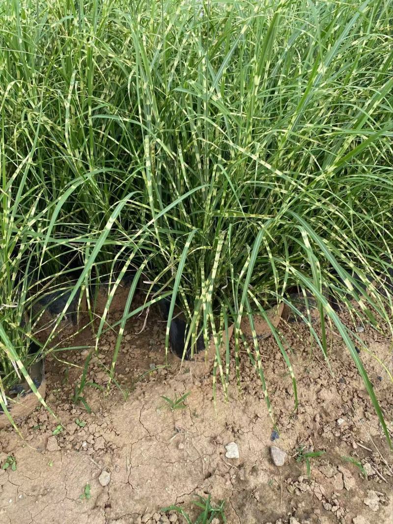 精品斑叶芒优质斑叶芒基地加仑盆斑叶芒