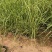 精品斑叶芒优质斑叶芒基地加仑盆斑叶芒
