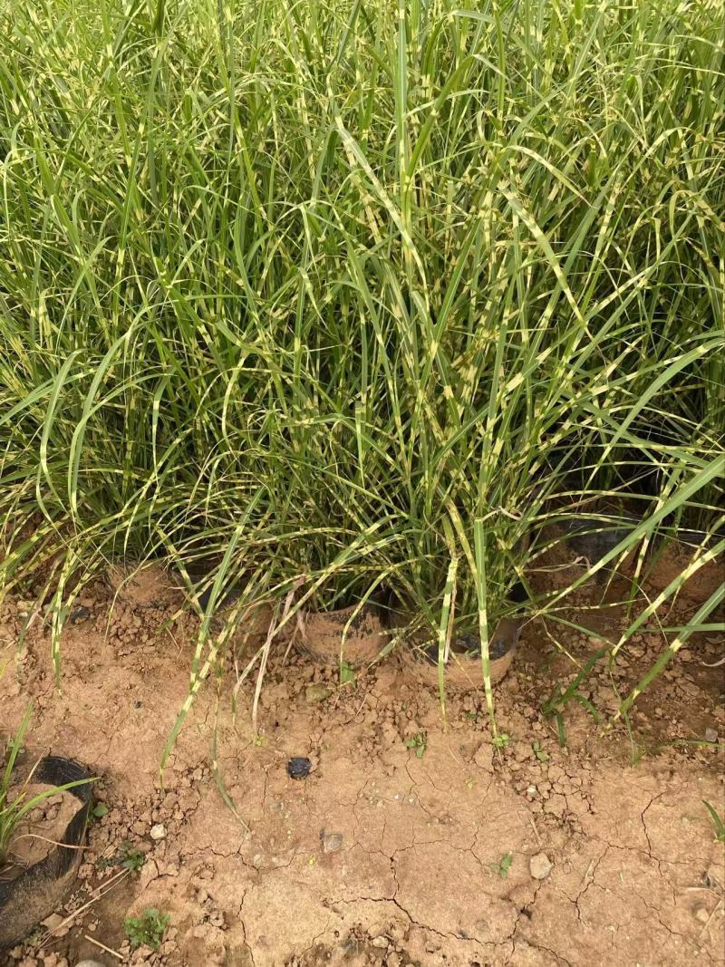 精品斑叶芒优质斑叶芒基地加仑盆斑叶芒