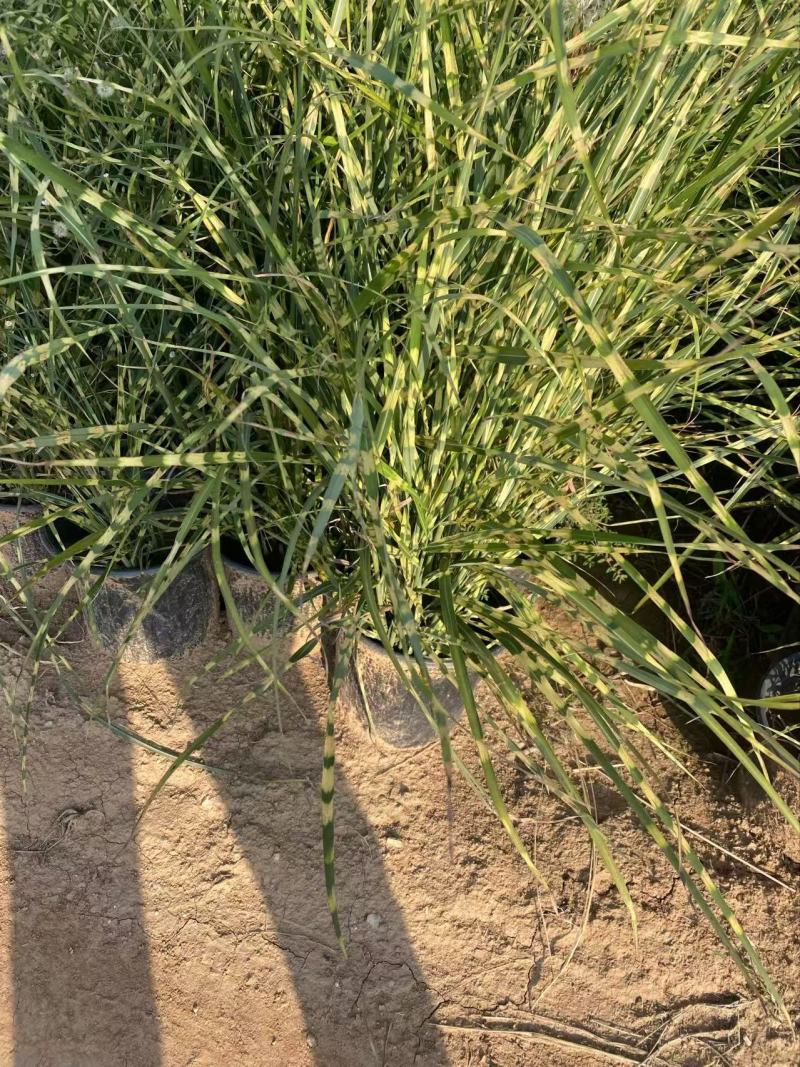 精品斑叶芒优质斑叶芒基地加仑盆斑叶芒