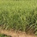 精品斑叶芒优质斑叶芒基地加仑盆斑叶芒