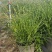 精品斑叶芒优质斑叶芒基地加仑盆斑叶芒
