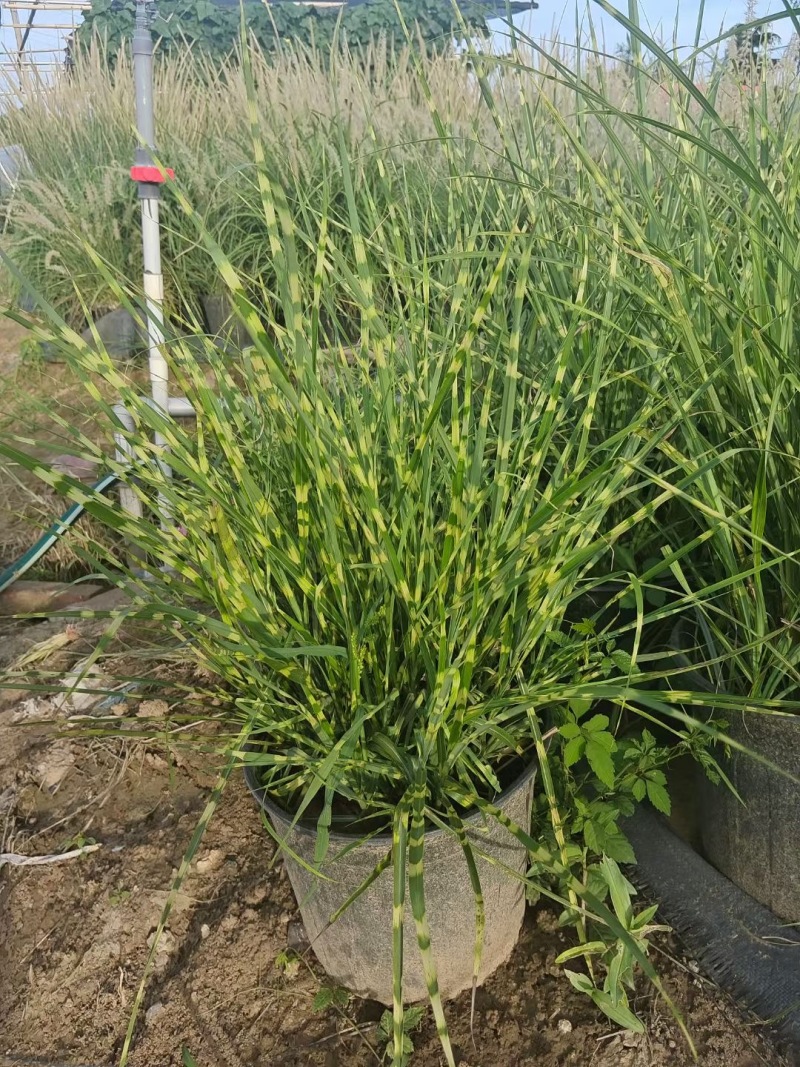 精品斑叶芒优质斑叶芒基地加仑盆斑叶芒