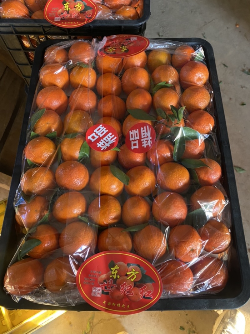 广西桂林东方红颜色全红产地直发对接各大水果市场