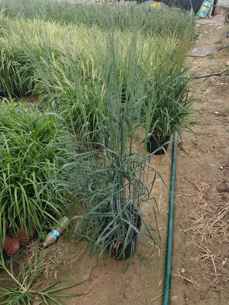 精品蓝冰麦优质蓝冰麦基地加仑盆蓝冰麦