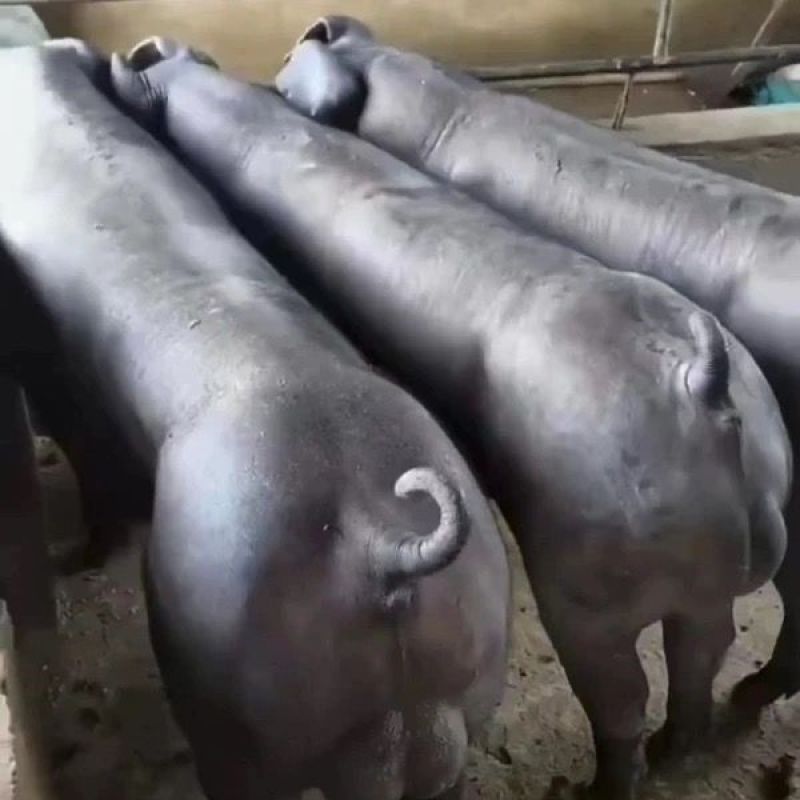 正宗国寿黑母猪正宗一代美系黑杜种公猪繁殖黑母猪原种一代母