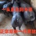 正宗国寿黑母猪正宗一代美系黑杜种公猪繁殖黑母猪原种一代母