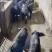 正宗国寿黑母猪正宗一代美系黑杜种公猪繁殖黑母猪原种一代母