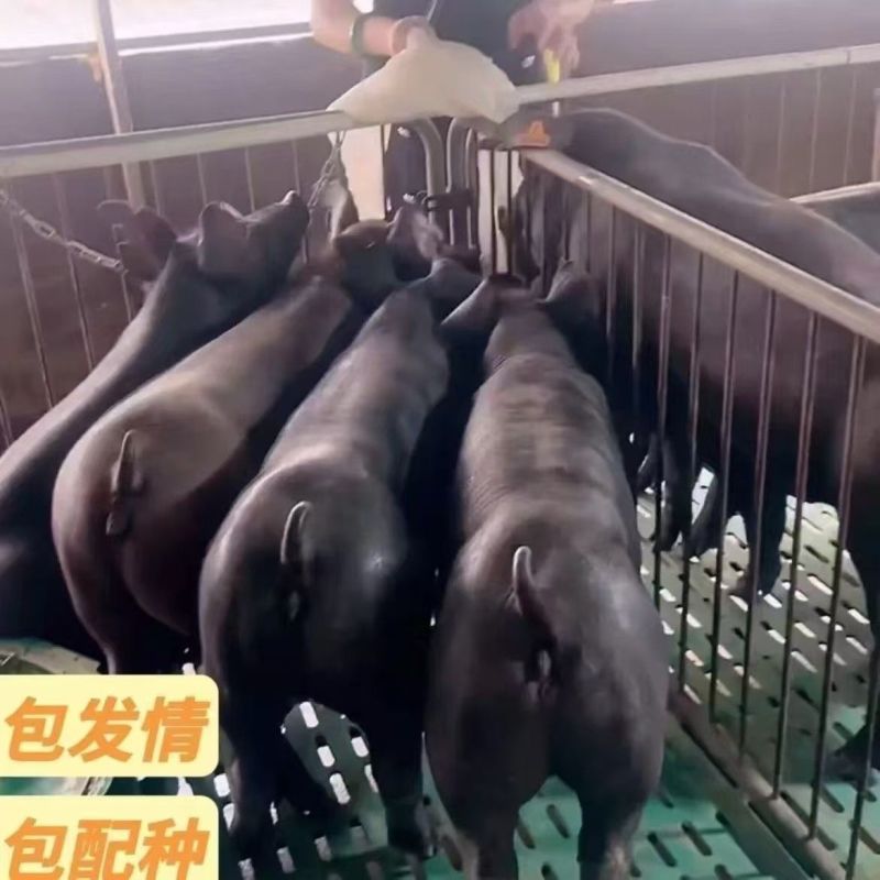 正宗国寿黑母猪正宗一代美系黑杜种公猪繁殖黑母猪原种一代母