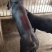 正宗国寿黑母猪正宗一代美系黑杜种公猪繁殖黑母猪原种一代母