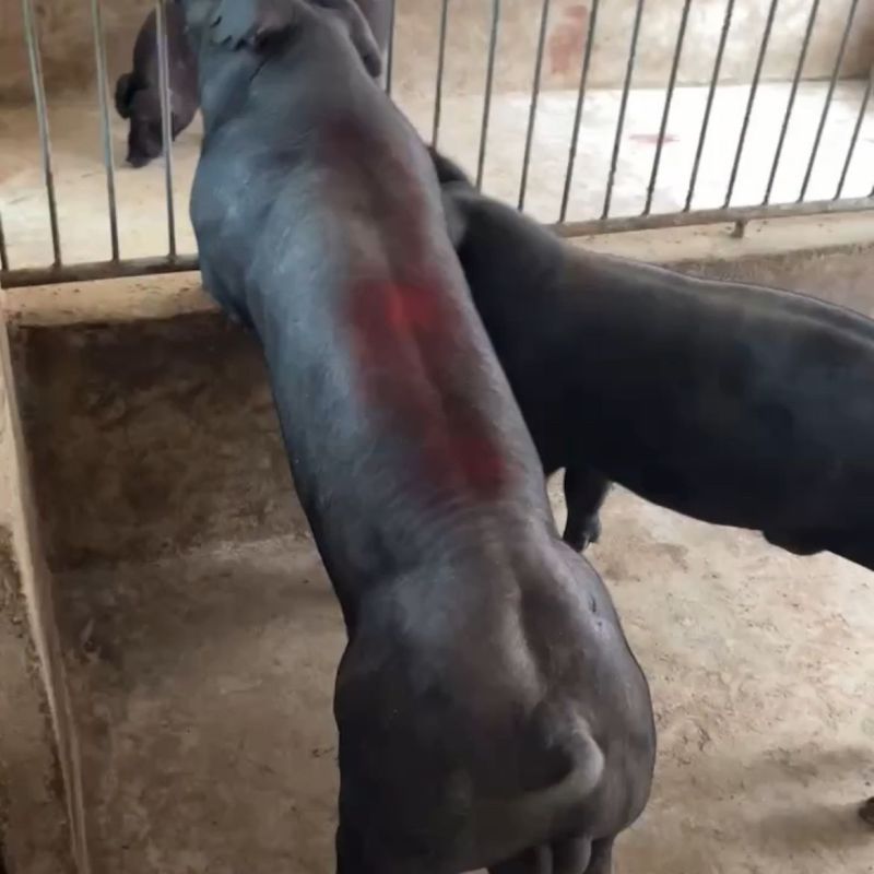 正宗国寿黑母猪正宗一代美系黑杜种公猪繁殖黑母猪原种一代母