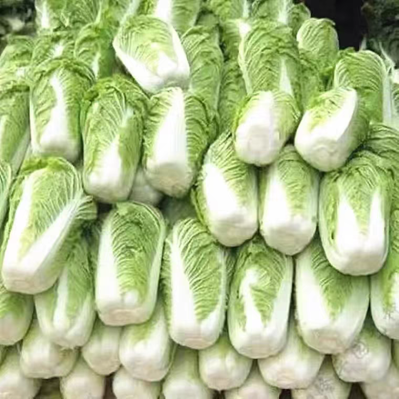 黄心白菜青杂品种多面积大工人专业
