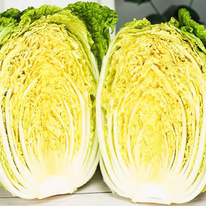黄心白菜青杂品种多面积大工人专业