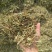 花生秧草段,牛宝,羊草,