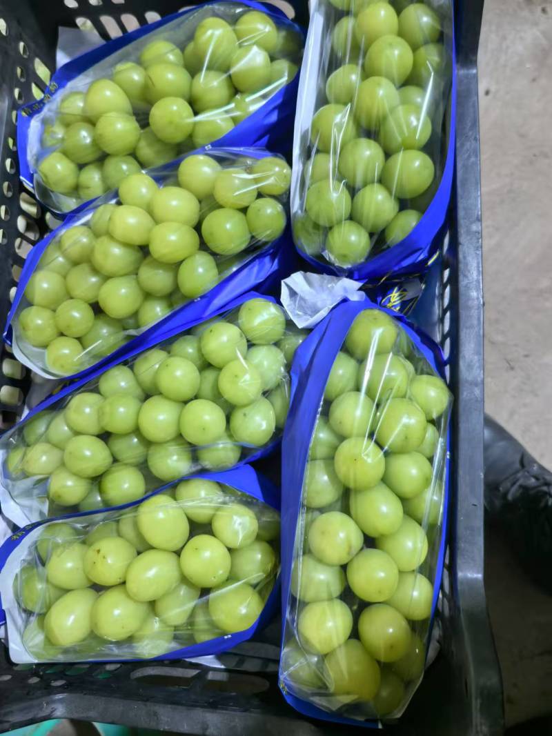阳光玫瑰葡萄种植基地直营批发