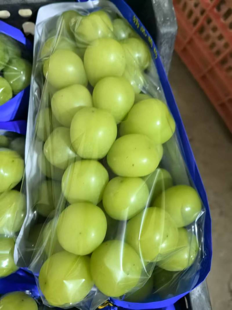 阳光玫瑰葡萄种植基地直营批发