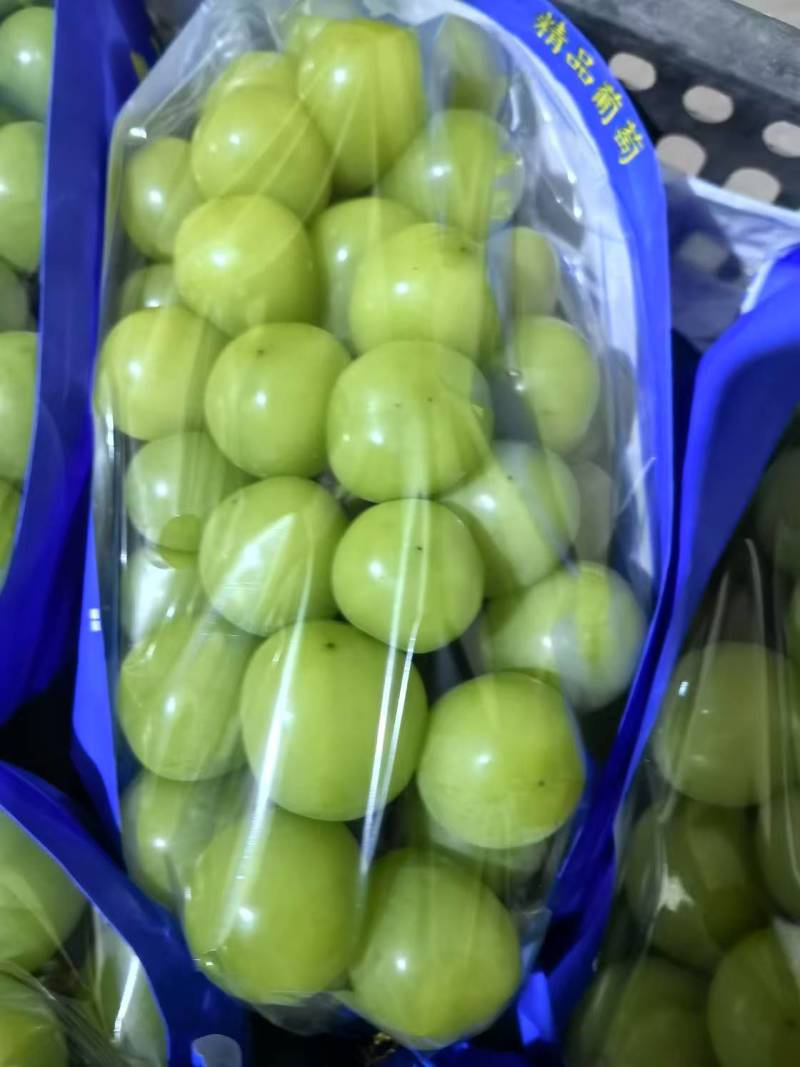 阳光玫瑰葡萄种植基地直营批发