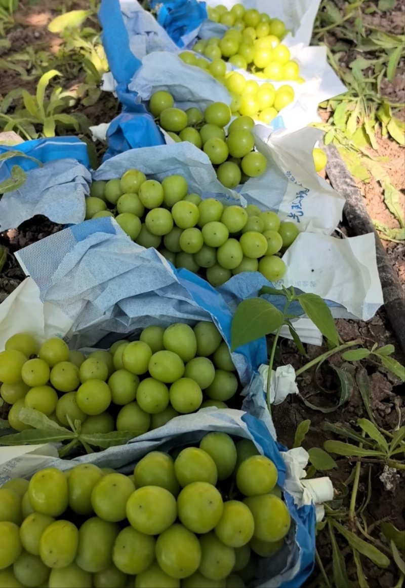 阳光玫瑰葡萄种植基地直营批发