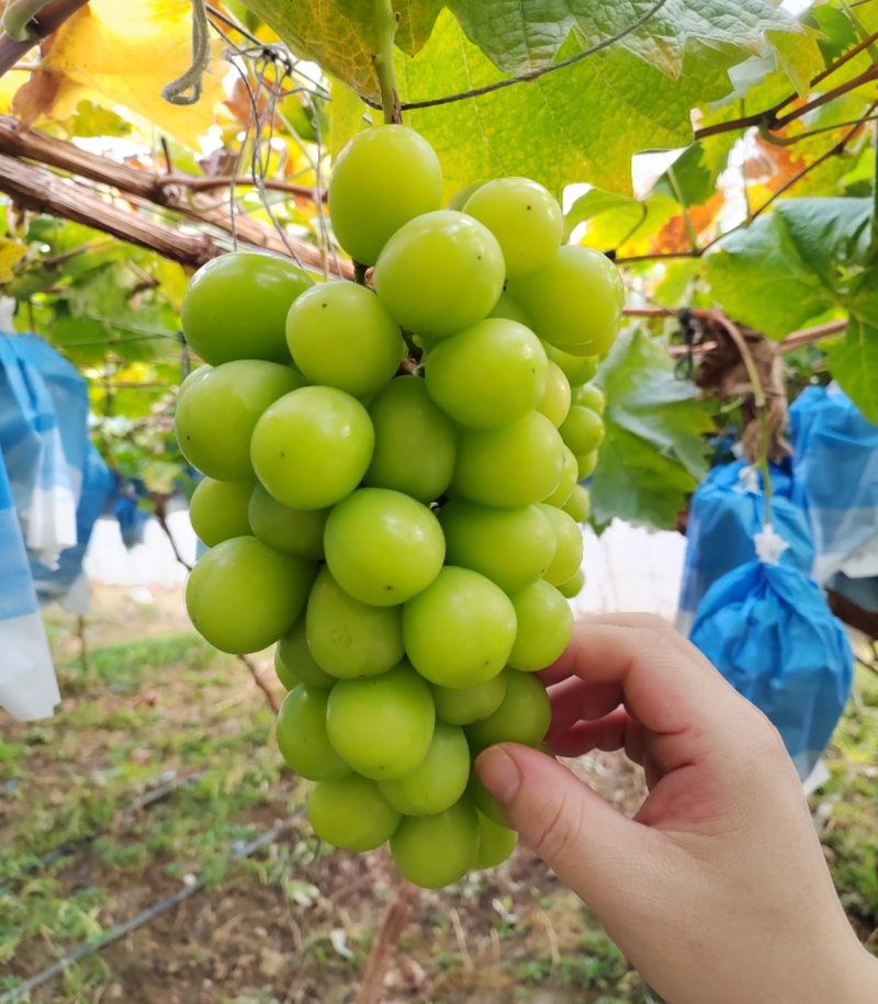 阳光玫瑰葡萄种植基地直营批发