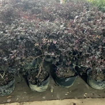 红花继木基地，杯苗地苗，色泽鲜艳，植株健壮，各种规格齐全