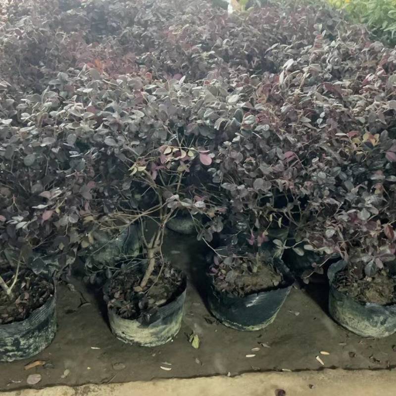 红花继木基地，杯苗地苗，色泽鲜艳，植株健壮，各种规格齐全