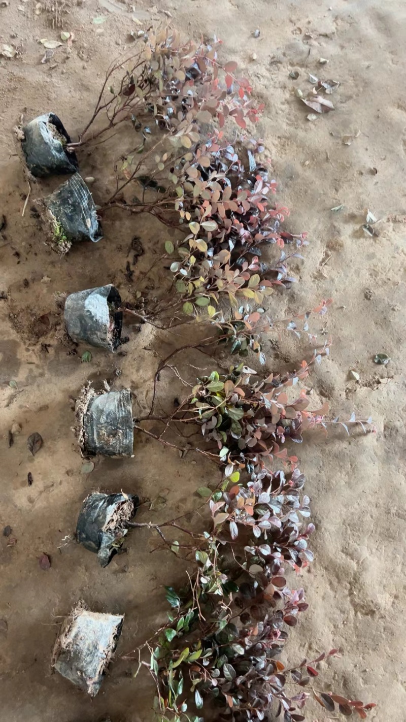红花继木基地，杯苗地苗，色泽鲜艳，植株健壮，各种规格齐全