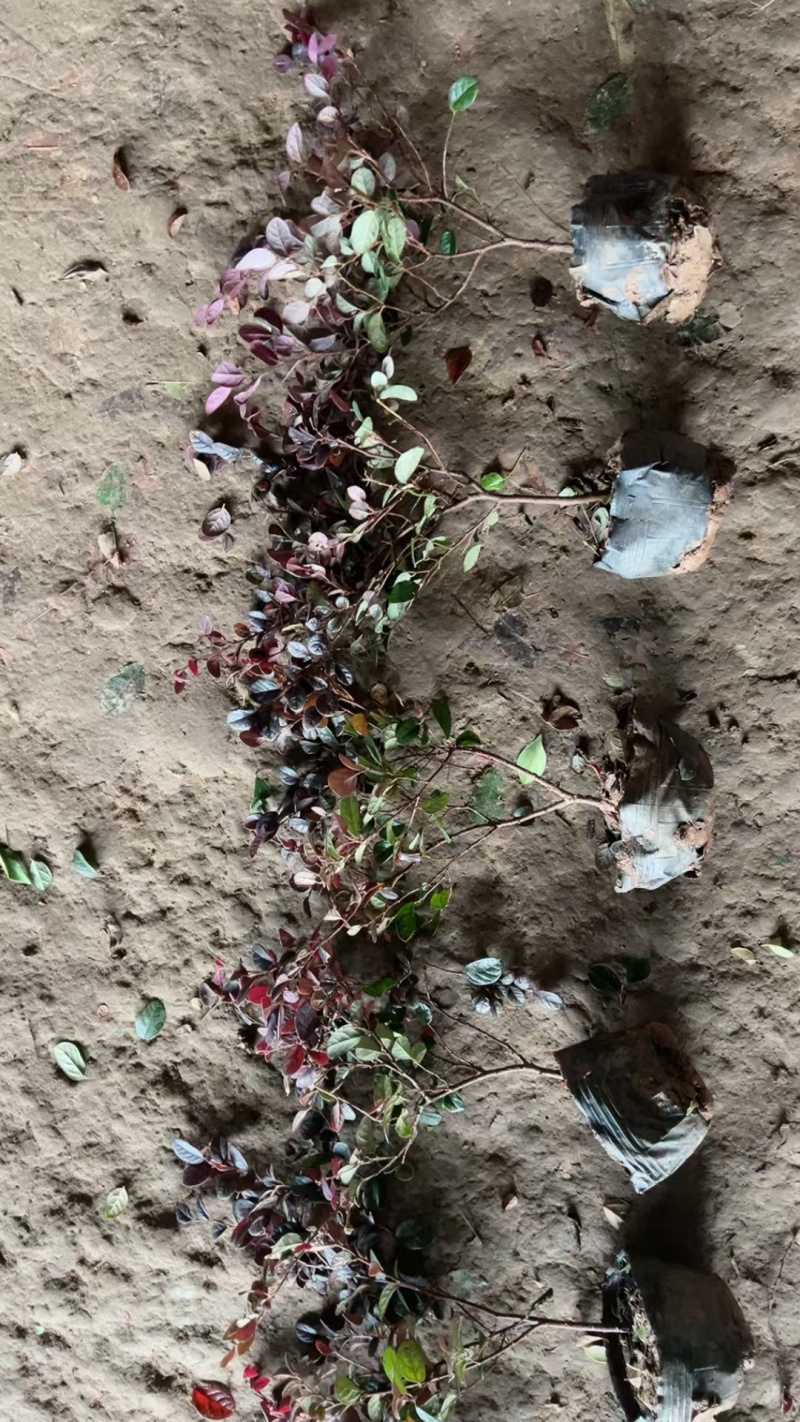 红花继木基地，杯苗地苗，色泽鲜艳，植株健壮，各种规格齐全